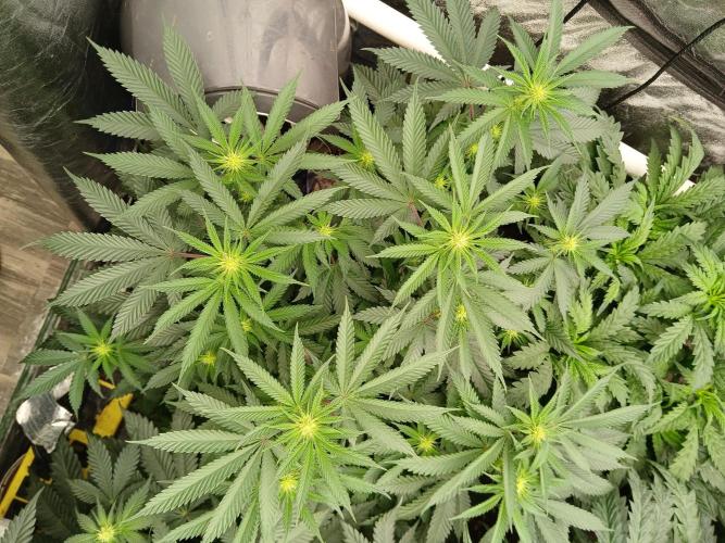 Quikz. Week 8