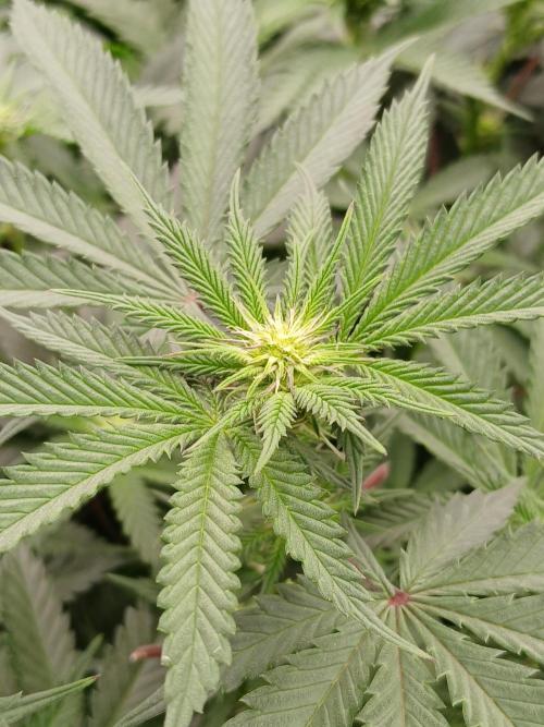 Quikz. Week 8