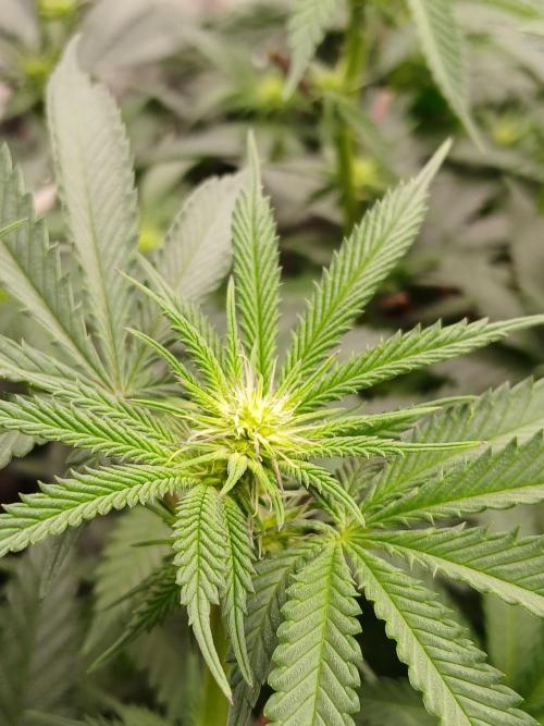 Quikz. Week 8