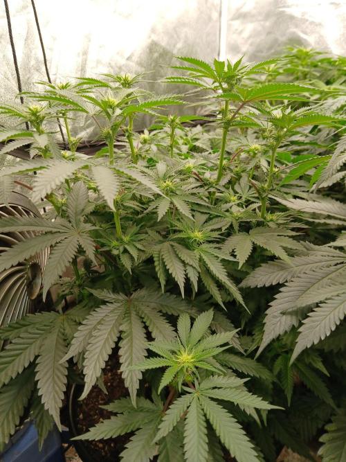 Quikz. Week 8