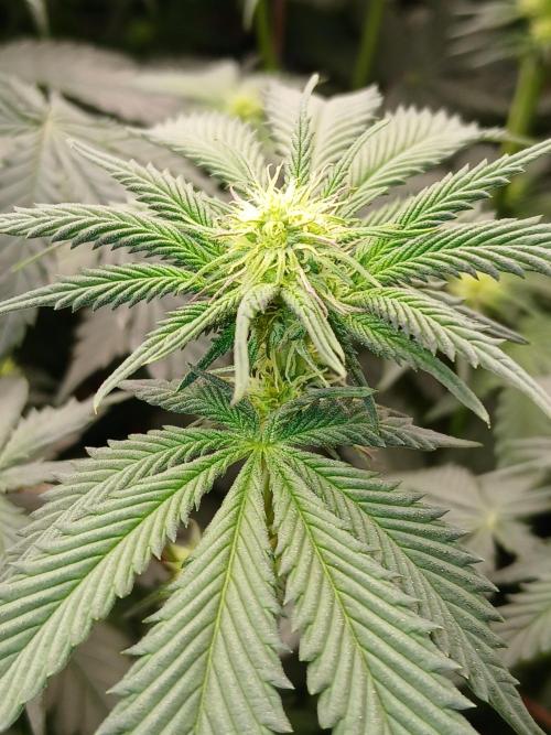 Quikz. Week 8
