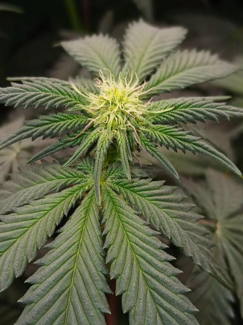 Quikz. Week 8