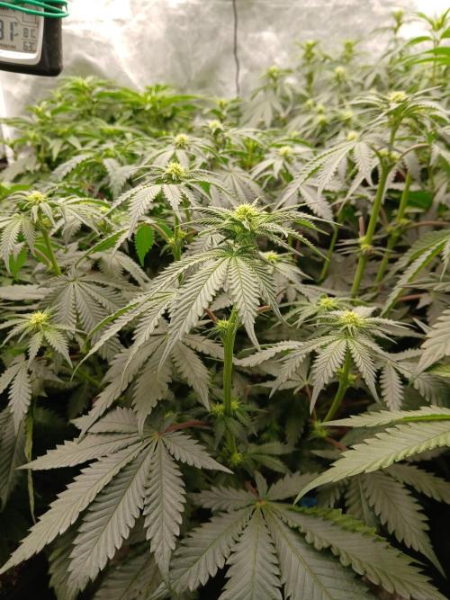 Quikz. Week 8