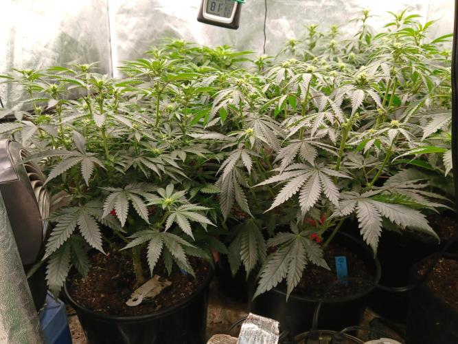 Quikz. Week 8