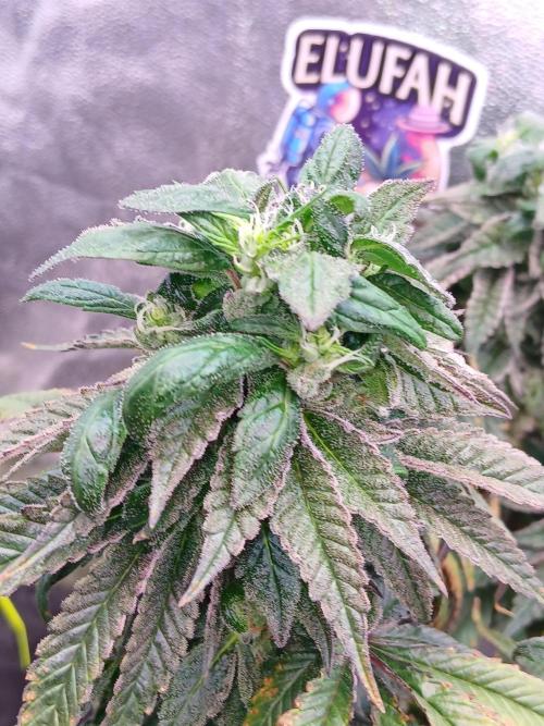 2 B Blunt. Week 12