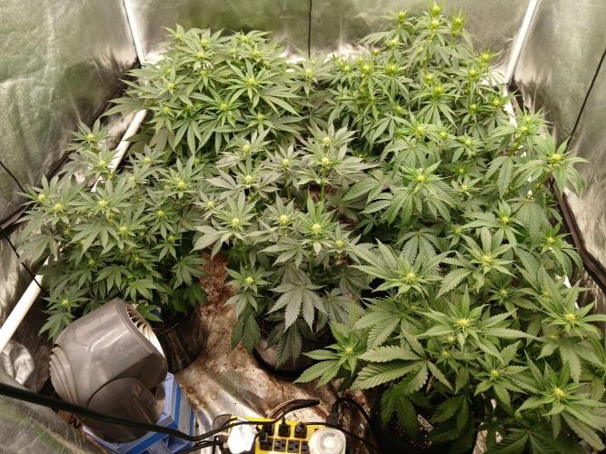 Quikz. Week 9