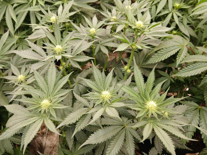 Quikz. Week 9