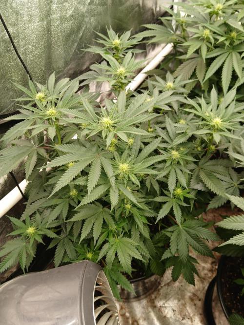 Quikz. Week 9