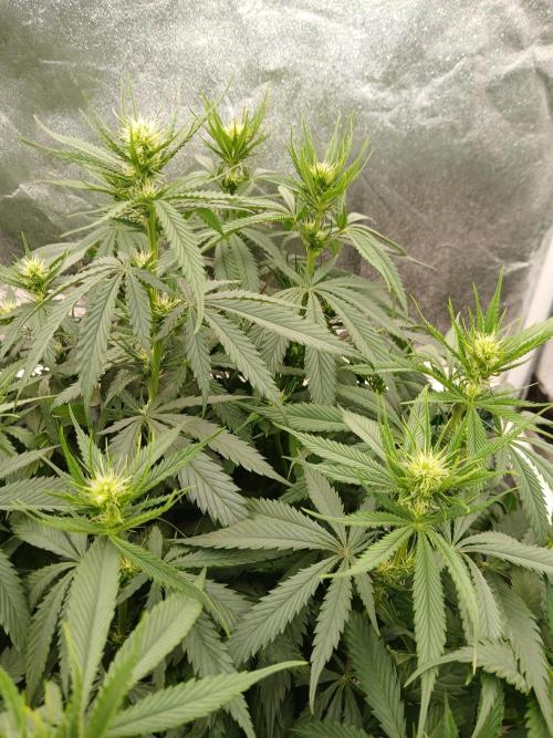 Quikz. Week 9