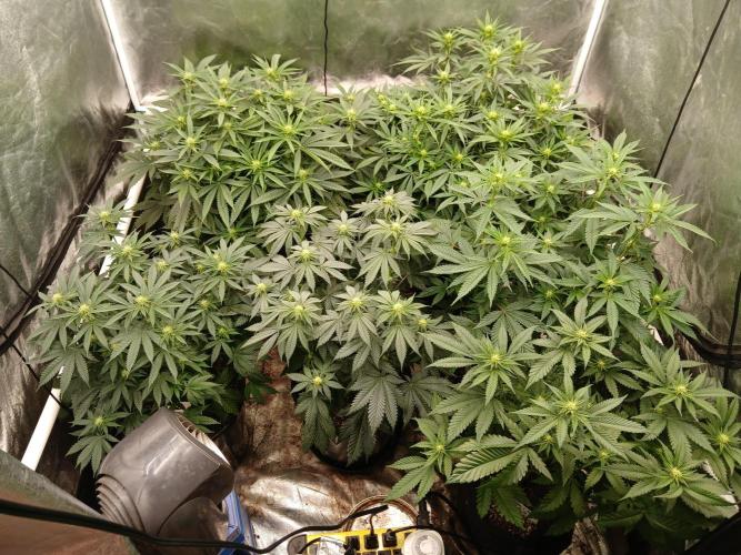 Quikz. Week 9