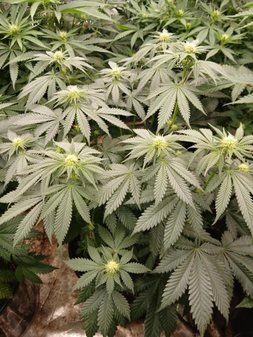 Quikz. Week 9