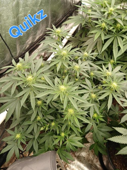 Quikz. Week 9