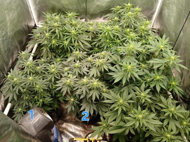 Quikz. Week 9