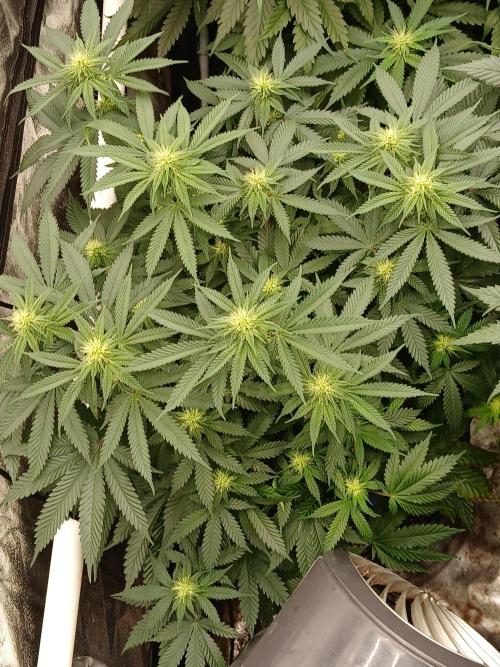Quikz. Week 9