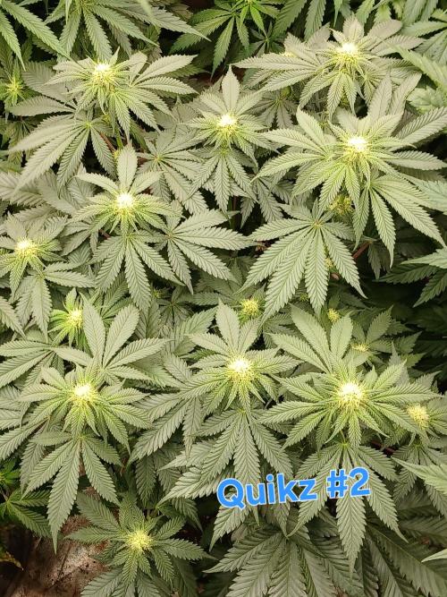 Quikz. Week 9