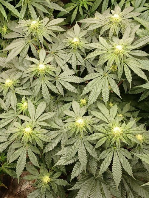 Quikz. Week 9