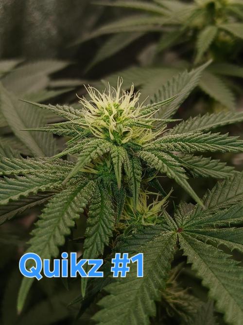 Quikz. Week 9