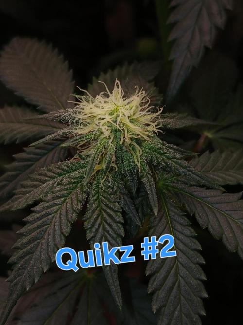 Quikz. Week 9