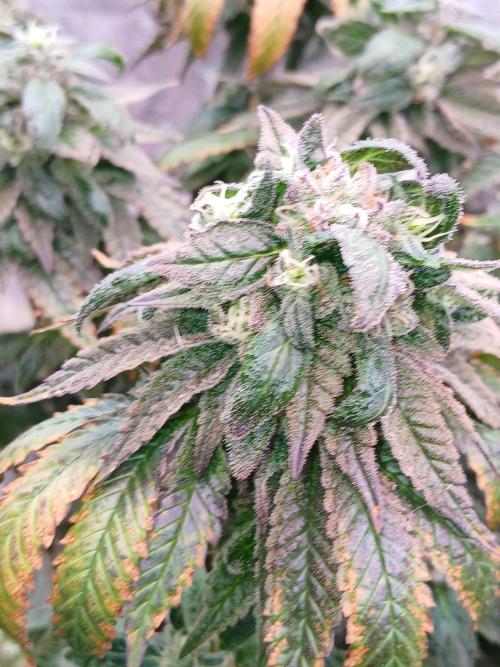 2 B Blunt. Week 13