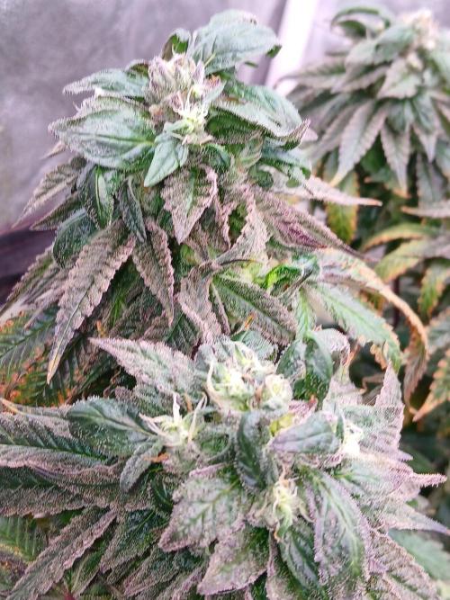 2 B Blunt. Week 13
