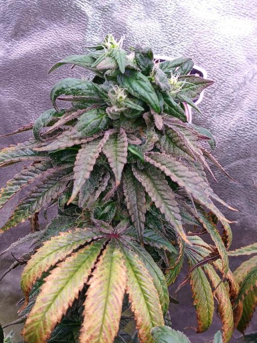2 B Blunt. Week 13