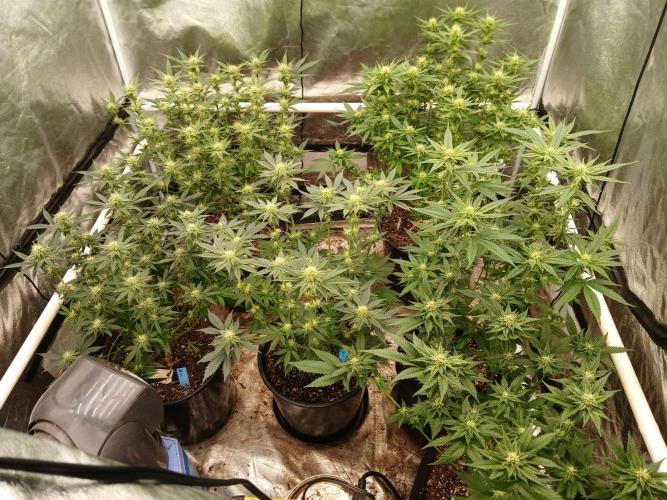Quikz. Week 10