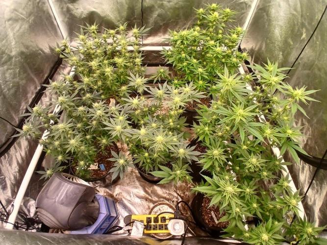 Quikz. Week 10