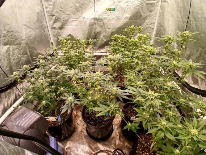 Quikz. Week 10
