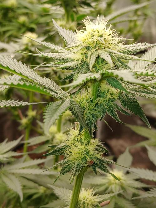 Quikz. Week 10
