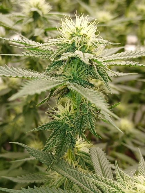 Quikz. Week 10