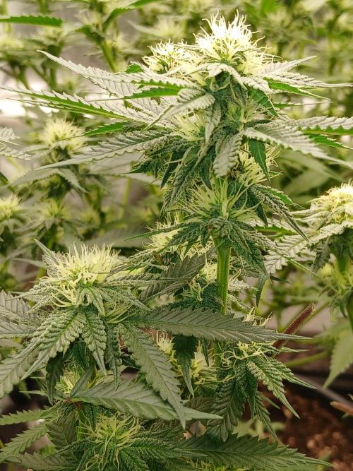 Quikz. Week 10