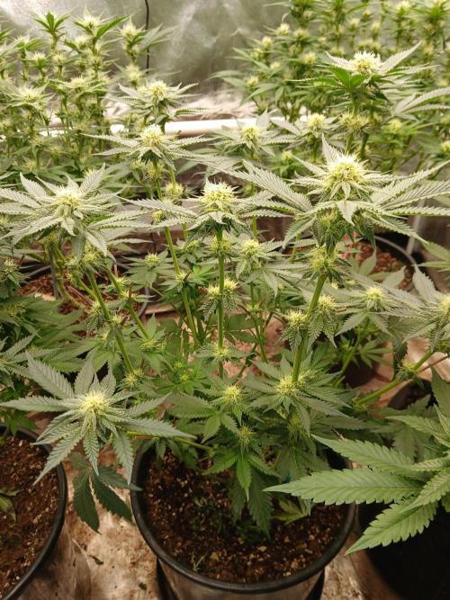 Quikz. Week 10