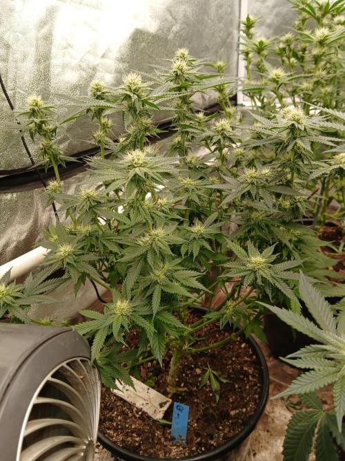 Quikz. Week 10