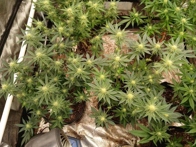 Quikz. Week 10