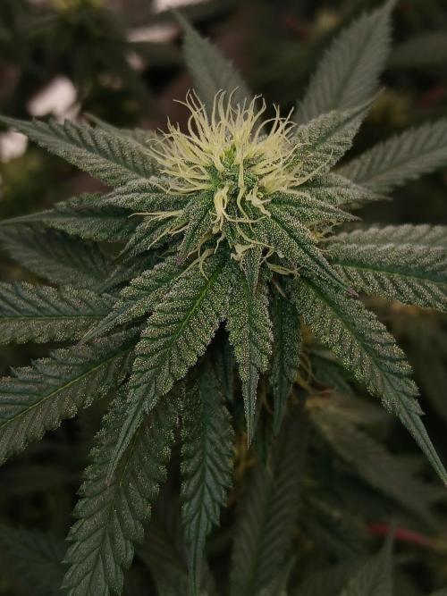 Quikz. Week 10