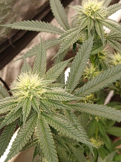 Quikz. Week 10