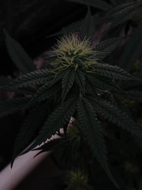 Quikz. Week 10