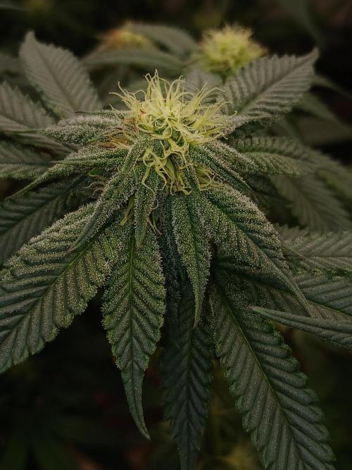 Quikz. Week 10