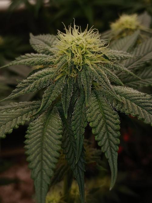 Quikz. Week 10