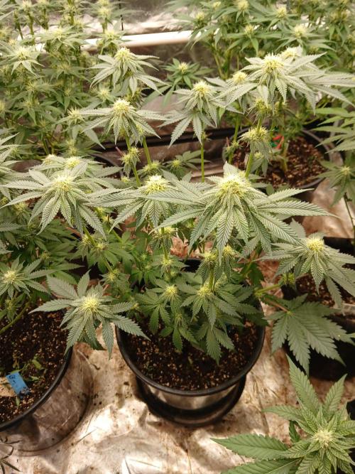 Quikz. Week 10