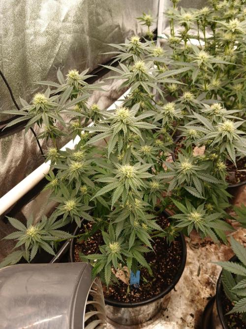 Quikz. Week 10