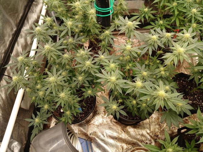 Quikz. Week 10