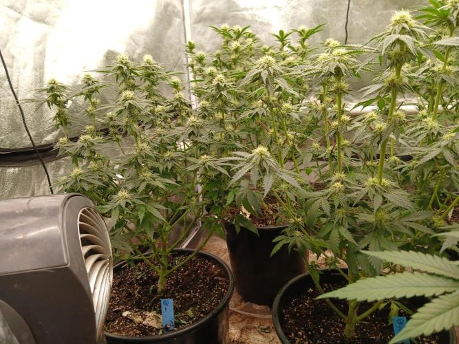 Quikz. Week 10