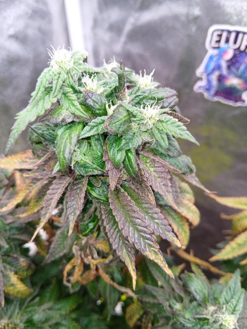 2 B Blunt. Week 14