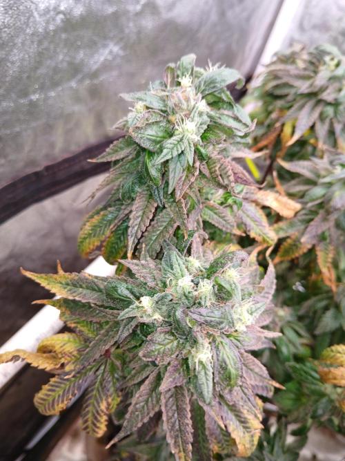 2 B Blunt. Week 14