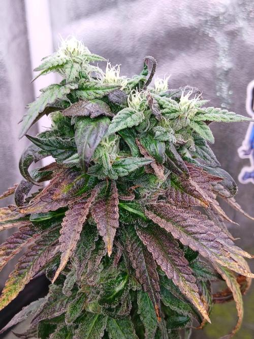 2 B Blunt. Week 14