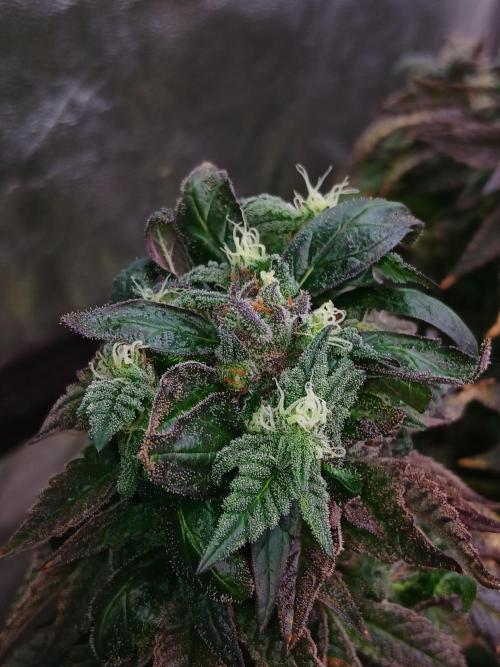 2 B Blunt. Week 14