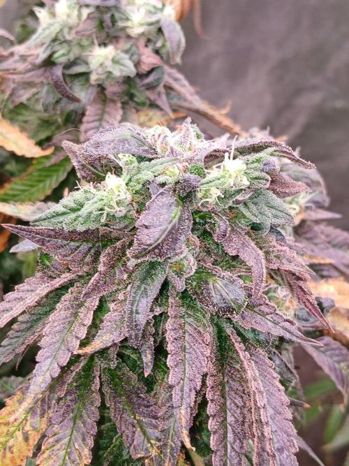 2 B Blunt. Week 14
