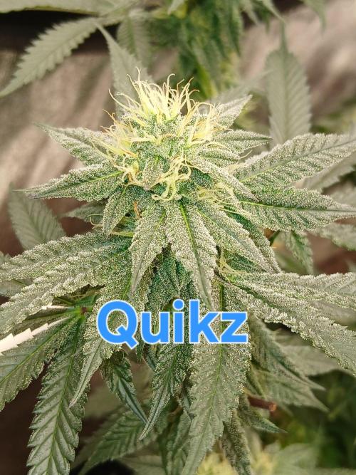 Quikz. Week 11