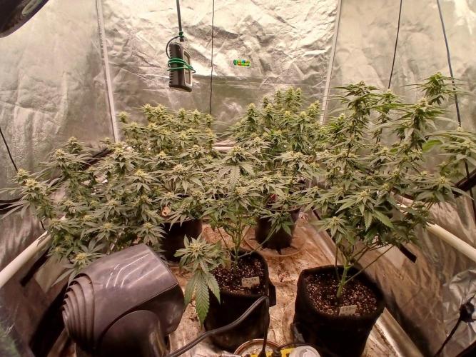 Quikz. Week 11